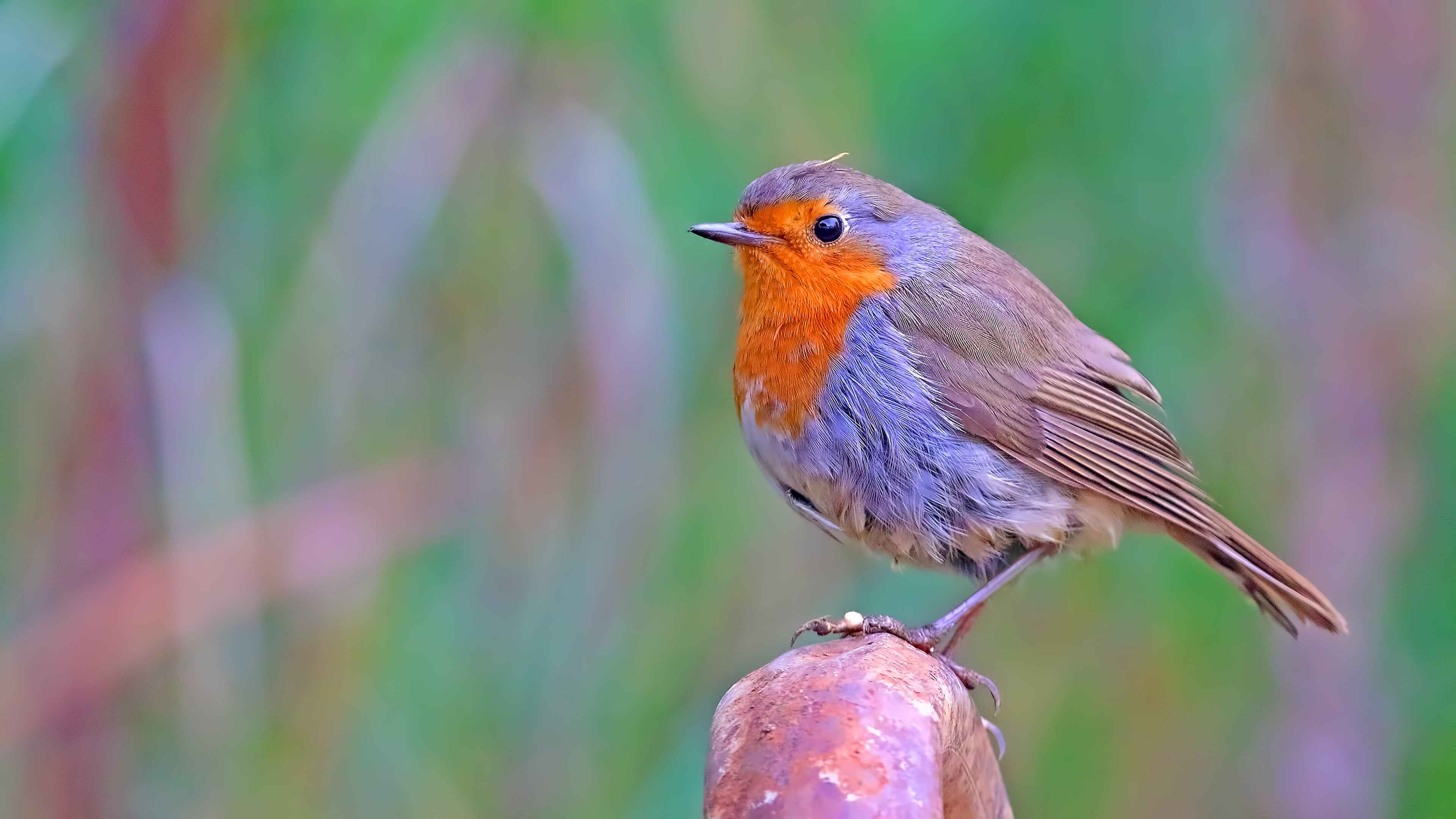 European Robin